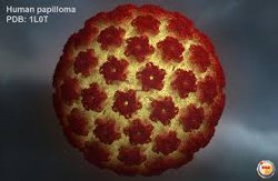 Virut Human papilloma virus (HPV)